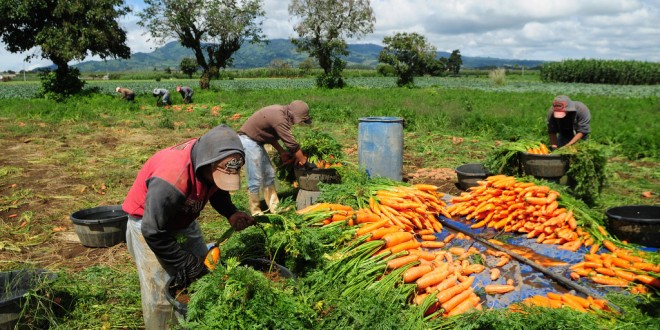 FAO: Légère baisse des prix des produits alimentaires