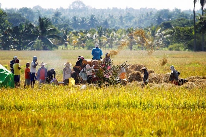 Les insectes vont-ils remplacer les pesticides ?