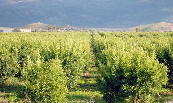 COP22: La FAO salue les efforts du Maroc