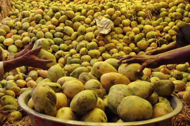 Le Festival des Mangues Pakistanaises a séduit le Maroc