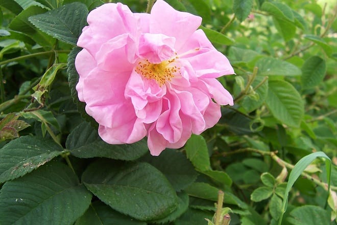 La 55e édition du Festival de la Rose de Kelaât M&rsquo;Gouna