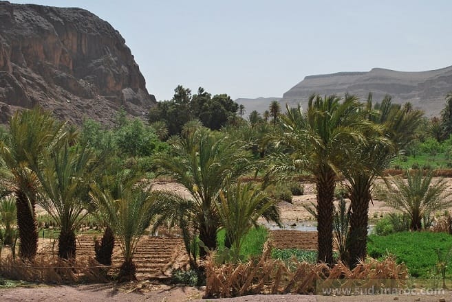 Ouarzazate : les oasis en première ligne face au changement climatique