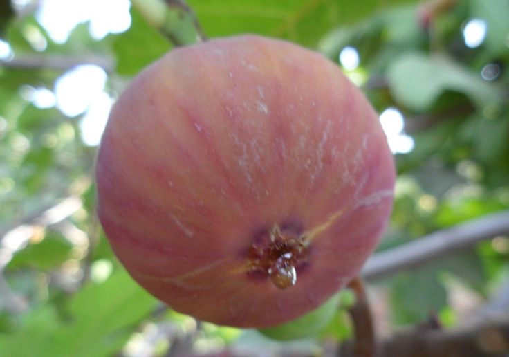 INRA : Diversité génétique et confusion variétale : Les cas du figuier et du grenadier au Maroc