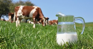 CIHEAM publie sa nouvelle Watch letter « Contexte et enjeux actuels pour la filière laitière Marocaine »