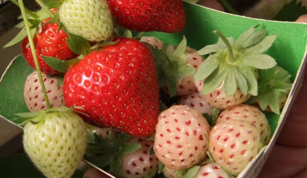 Au Japon, les barquettes de fraises peuvent coûter jusqu&rsquo;à 60 euros !