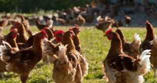 Le Maroc couvre 100% de ses besoins en viandes de volaille