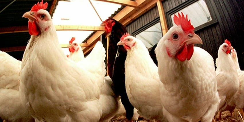 35% de la production des viandes de volailles est assurée dans la région de Fès-Meknès