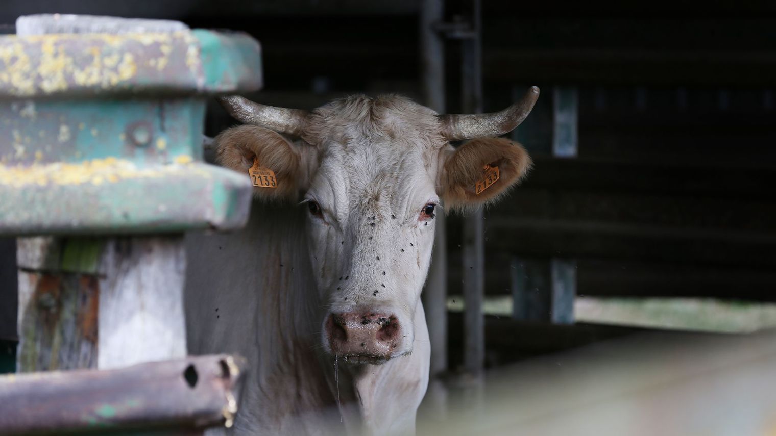 900kg de viande rouge saisis par la préfecture de police de Fès