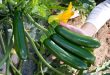 GAUTIER Courgette N147