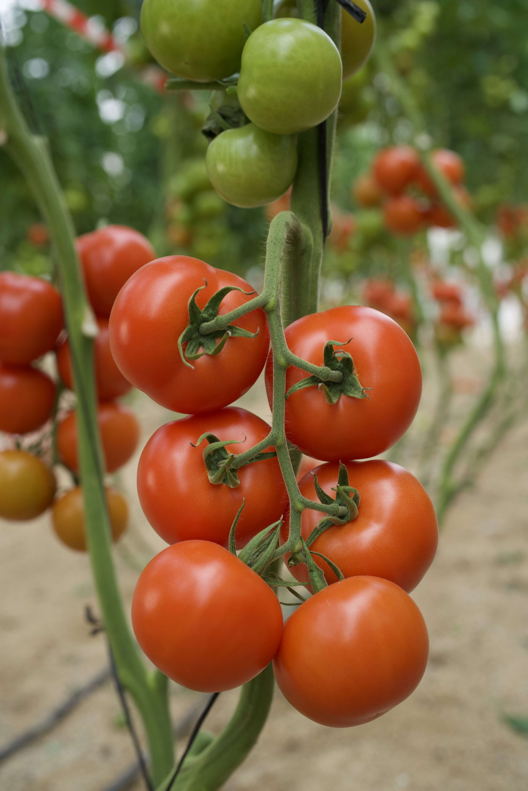 Bien démarrer sa culture de tomate : exigences, choix variété, étapes clés …