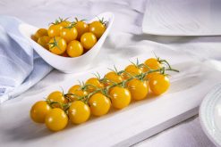 GAUTIER Tomate STARLOR C591