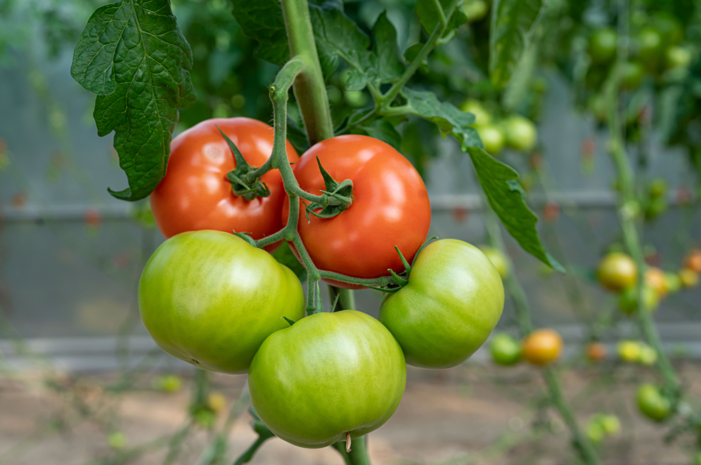 Gestion du potassium dans la culture de la tomate : le bon équilibre pour un fruit ferme et calibré