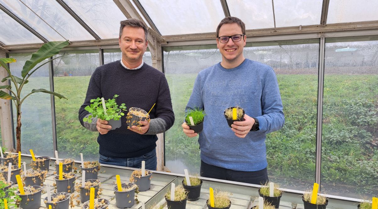 Des Huiles Essentielles en remplacement du Glyphosate : Une alternative viable ?