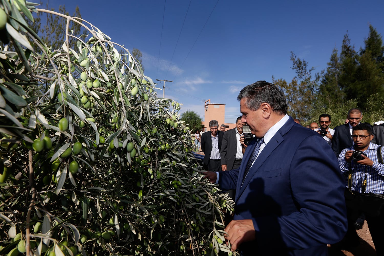 Hausse de 50% de la production des olives au Maroc