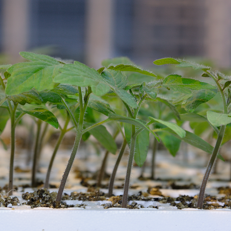 Syngenta : Des porte-greffes résistants au ToBRFV