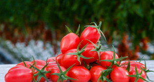 syngenta - High Res png-Tomato cherry ToBRFV TIPM22-6002R