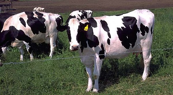 Holstein -