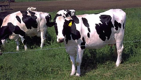Compensation pour la vente de lait à perte en Espagne…