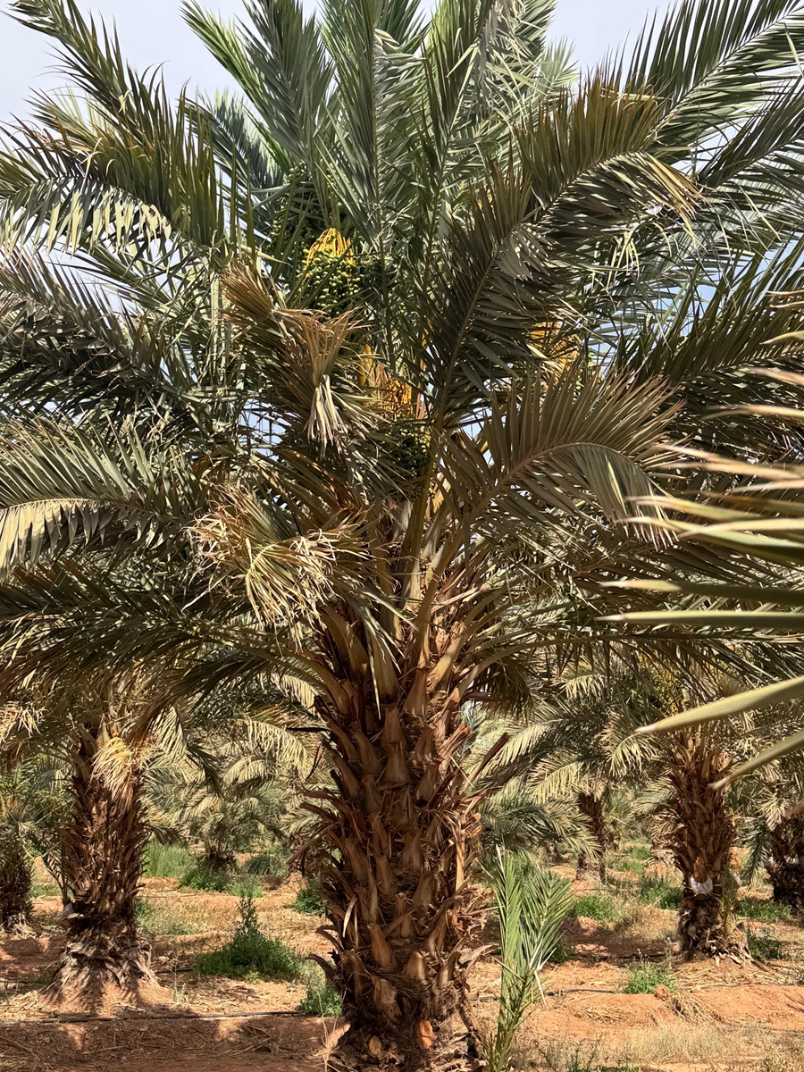 Les Délices Majhoul de Boudenib, fières ambassadrices des dattes marocaines dans le monde