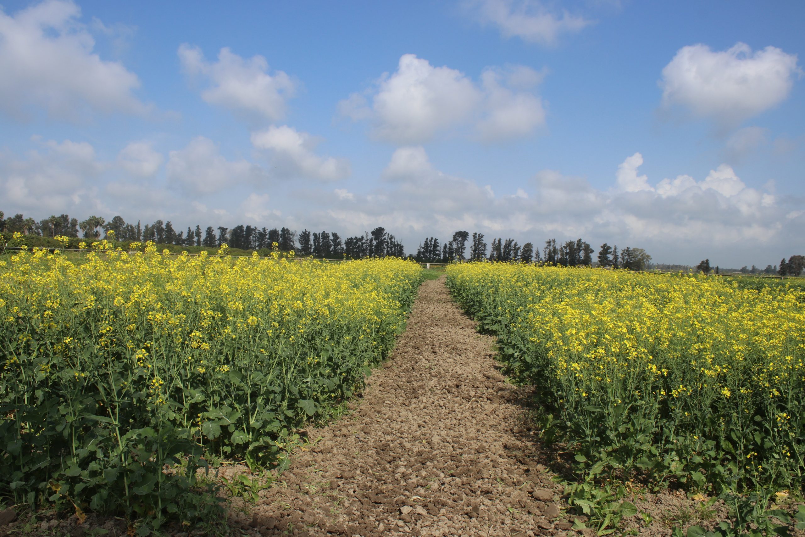 INRA Maroc : Journée de démonstration des variétés INRA de colza à Sidi Allal Tazi