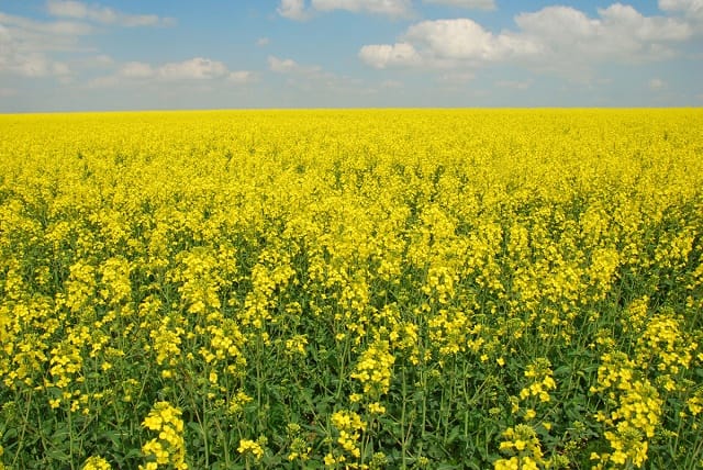 10è édition des « Lauriers de l’INRA »