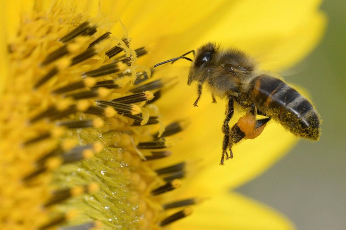 L&rsquo;ONCA et la promotion de l&rsquo;agriculture avec des pollinisateurs alternatifs