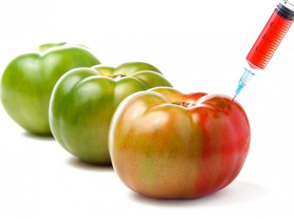 Les impacts multiples des OGM sur notre santé