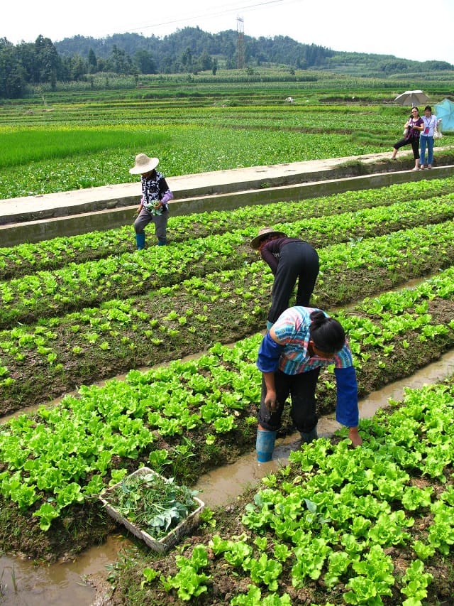 1,14 MM$ pour l&rsquo;assurance agricole en Inde