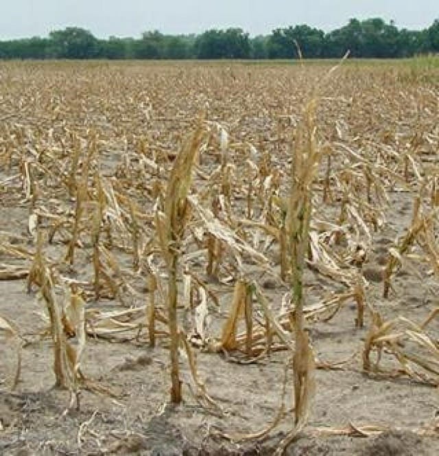 La MAMDA verse 1,2 milliard de dirhams aux agriculteurs sinistrés