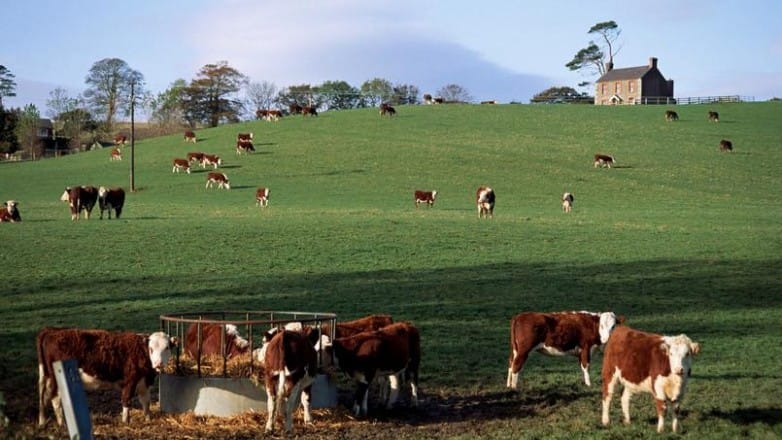 Rapprochement agricole entre le Maroc et l&rsquo;Irlande ?