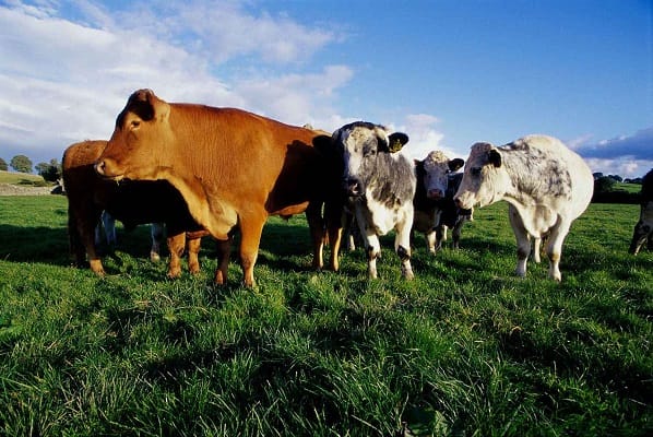 Analyse du génotype d&rsquo;un million de bovins par Eurofins en Irlande