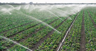 Eau et irrigation: Le PNAEI, un catalyseur d'opportunités pour l'agriculture