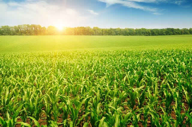 Officiel: Saham de retour avec son offre agricole