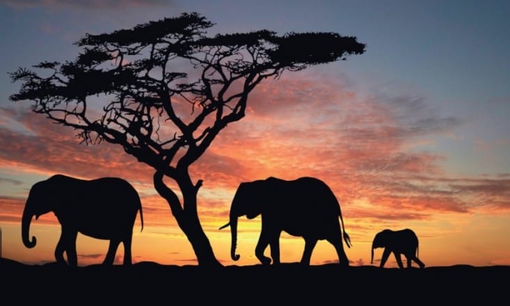 Un pacte commercial entre le Maroc et le Kenya ?