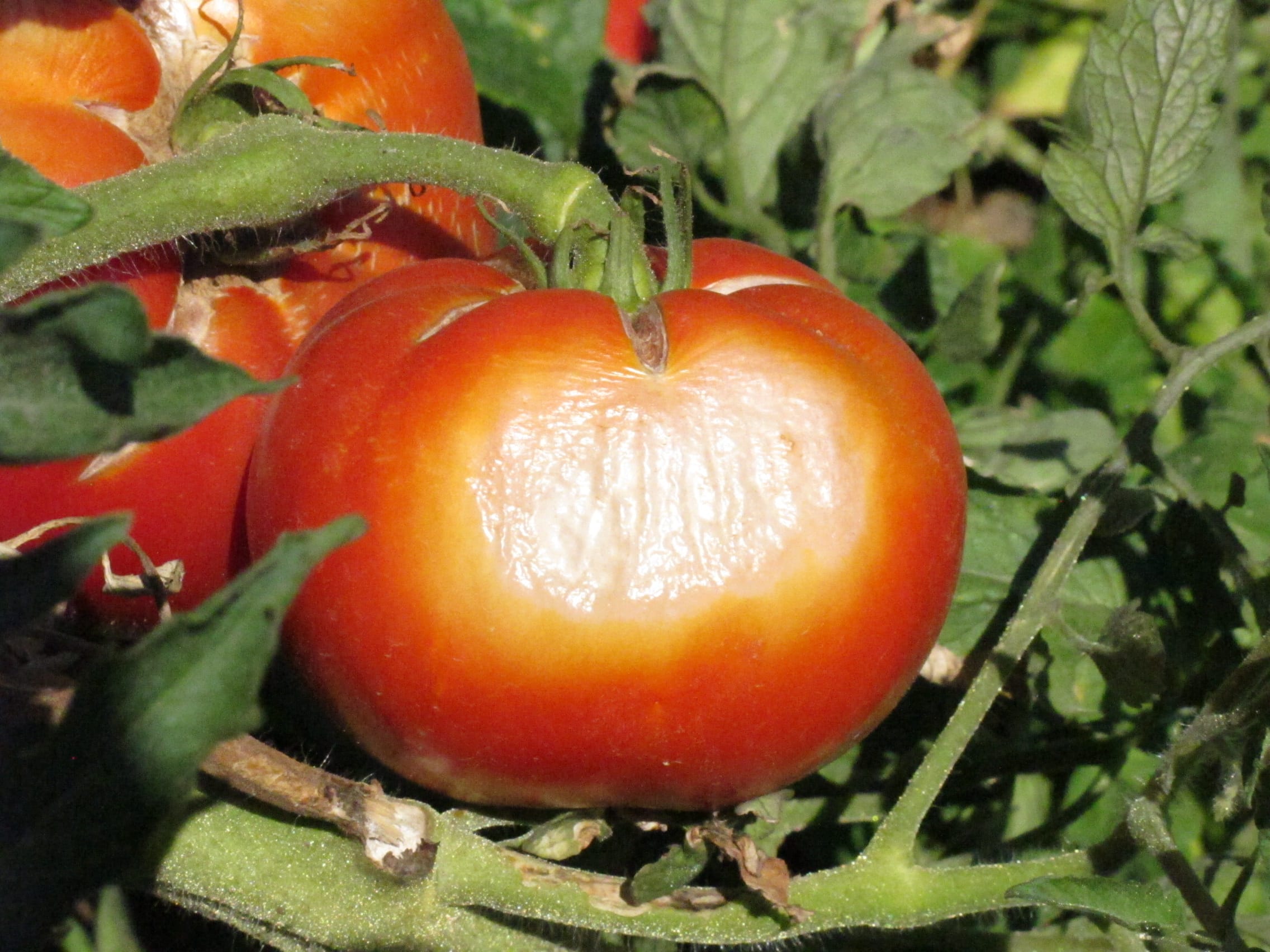L&rsquo;Espagne cherche à protéger ses tomates des coups de chaleur