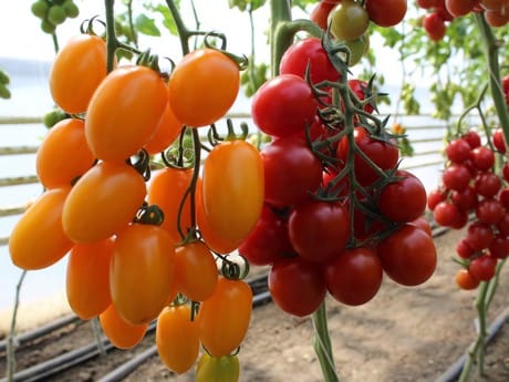 La production moderne de tomates est en hausse en Ukraine