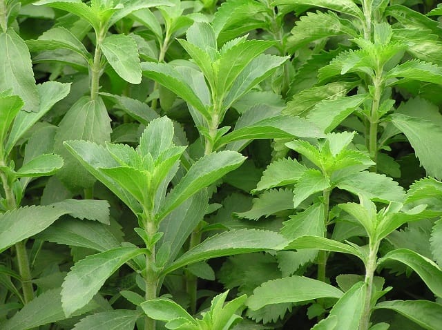 La stévia, le sucre acalorique en mode concentré