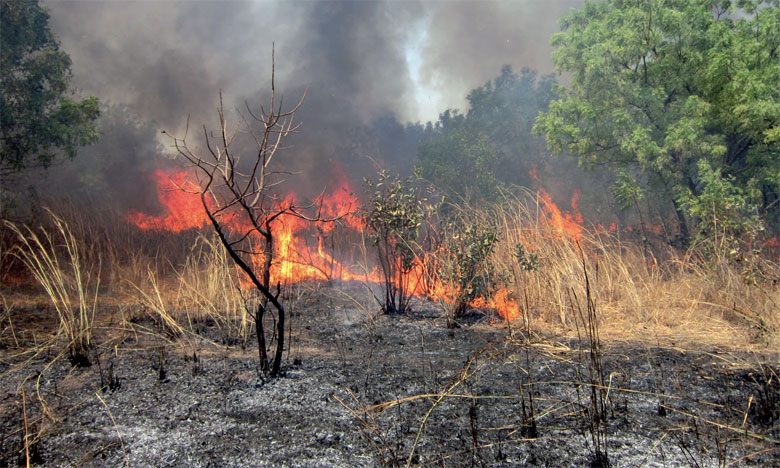 Un incendie de forêt maîtrisé dans la province de Larache