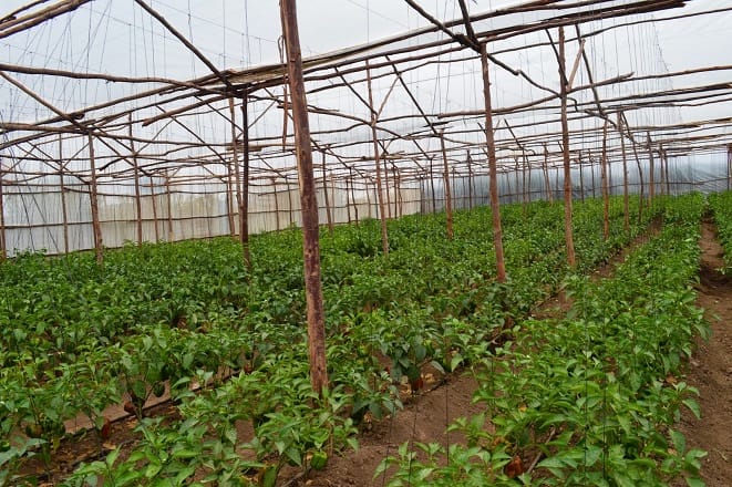Le bambou pour fabriquer des serres agricoles