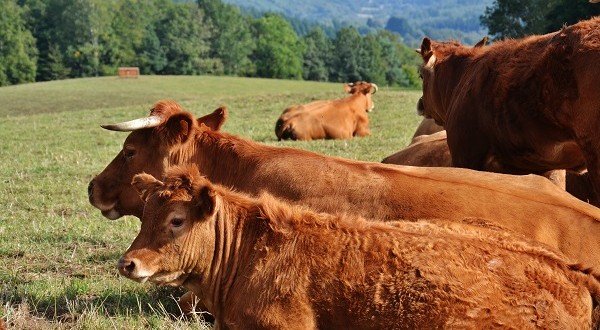 Sanctions pour la ferme des mille vaches (France)