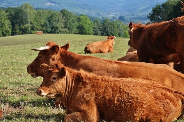 Sanctions pour la ferme des mille vaches (France)