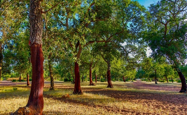 Des insectes défoliateurs attaquent plus de 15.000 hectares de forêts près de Rabat