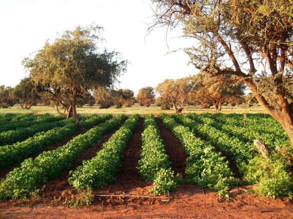 RIAM: 4e Forum Régional de l&rsquo;Agriculture Durable à Fès