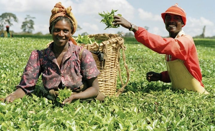 Collaboration agricole entre le Maroc et le Nigeria