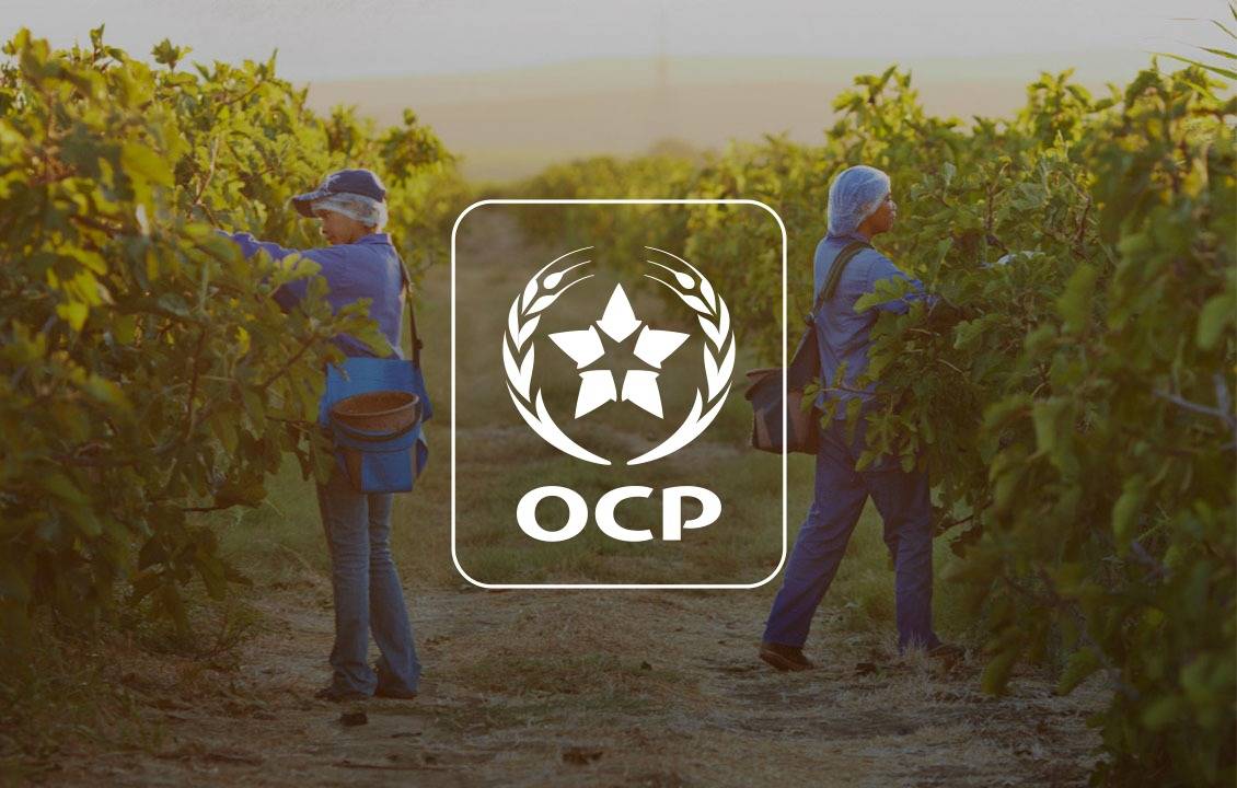 Lancement de la carte de fertilité des sols cultivés de l&rsquo;OCP