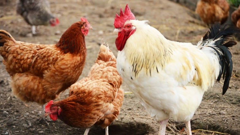 ONSSA: Prises de mesures préventives contre l&rsquo;afluenza aviaire