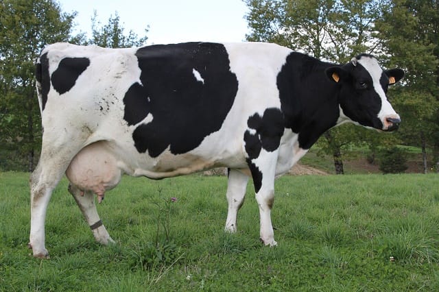 Fièvre aphteuse, fin de la campagne de vaccination des bovins