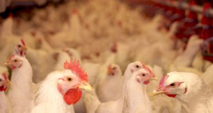 L’ONSSA prend des mesures pour limiter l' influenza aviaire