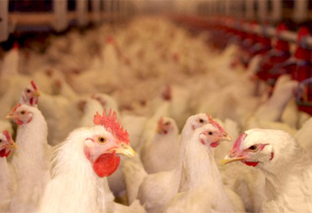 Santé aviaire : M. Sadiki appelle à une transformation profonde des systèmes de production