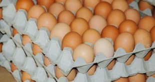 Hausse des prix des œufs pour éviter une «chute de production»